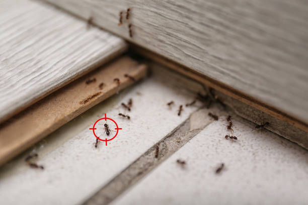 Best Affordable Pest Control Services  in Reinbeck, IA