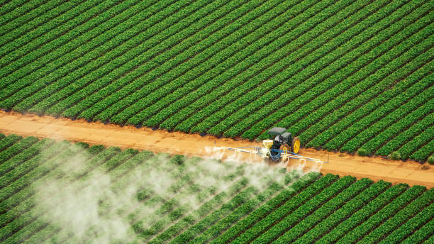 Best Local Pest Control Services  in Reinbeck, IA