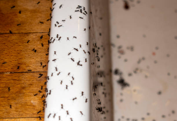 Best Pest Removal Services  in Reinbeck, IA