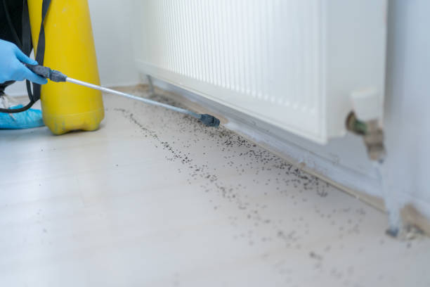 Best Flea Control Services  in Reinbeck, IA